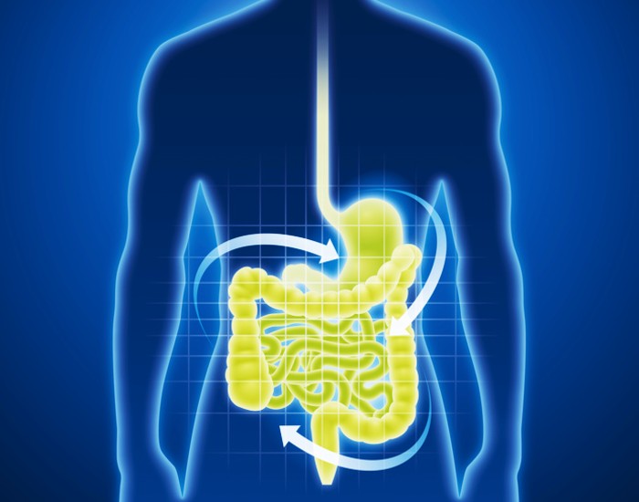 Probioticos para la flora intestinal
